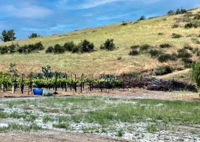 Sierra Pelona Motel - Outside - Vineyards 1