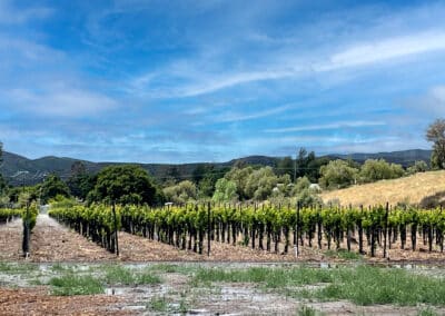 Sierra Pelona Motel - Outside - Vineyards 2