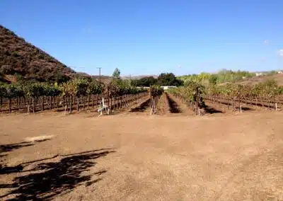 Sierra Pelona Motel - Outside - Vineyards 3