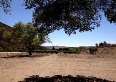 Sierra Pelona Motel - Outside - Vineyards 4